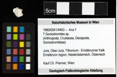 Foto (Objekt + Etiketten) von ? Goniodromites sp. 